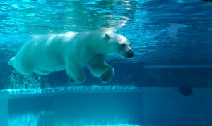 Lincoln_Park_Zoo_polar_bear